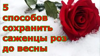 Как сохранить саженцы роз до весны до посадки в грунт / Правильное хранение зимой не высаженных роз