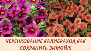 Калибрахоа! Петуния! Зимовка в домашних  условиях! Черенкую.Укореняю.Обзор черенков.