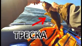 ТРЕСКА! Белое море! Рыбалка в сентябре! Сюзьма, Малинник!