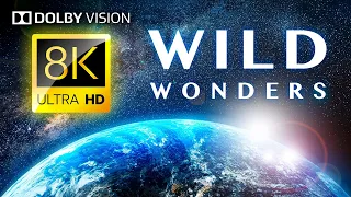 WILD WONDERS: Earth's Animals and Landscapes 8K HDR / DOLBY VISION®