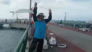 Bedok Jetty, Saito (Wolf Herring) season continues