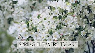 Spring Flowers TV Art | Aesthetic Neutral White Blossoms Spring Tv Screensaver | 2Hr 4k HD TV Art