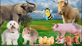 Farm Animals, Animal Sounds: Cow, Pig, Elephant, Duck, Cat, Chicken - Animal Sounds