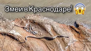 Змеи в Краснодаре!/ Snakes in Krasnodar!