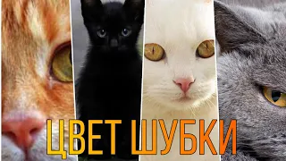 Что цвет шубки вашего кота говорит о нем?