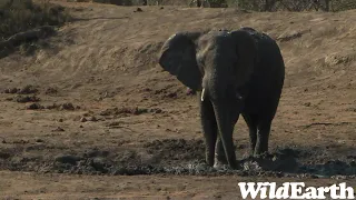 WildEarth - Sunrise  Safari - 19 Aug 2022