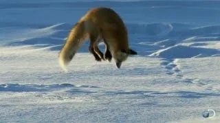 Fox Dives Headfirst Into Snow | North America