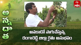 Exotic Fruit - Avocado Farming by Rangareddy Farmer | ETV