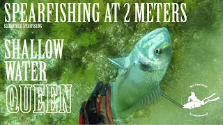 Spearfishing at 2 Meters / Aναζήτηση της Τσιπούρας στα ρηχά / SHALLOW SPEARFISHING GREECE 2023