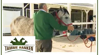 Betrogen beim Pferdekauf: Pferd hat durch zu frühes Einreiten Schmerzen | Tamme Hanken | Kabel Eins