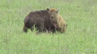 The survival of a buffalo calf.