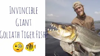 Goliath Tiger Fish 🐠| The Invincible Giant | Crocodile Eater?🙄@NightingaleNurse99