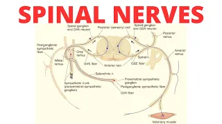 Spinal Nerves | Complete Anatomy of Spinal Nerves