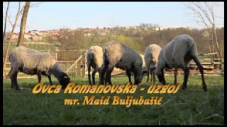 Romanovska ovca uzgoj by mr.Maid Buljubašić - verzija za mobitele