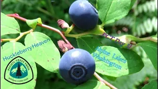 Day 31- Huckleberry Heaven.  End of heatwave and hiking to Mig Lake