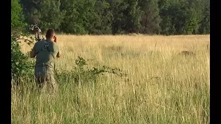 CHAD MENDES SPOT AND STALK WILD PIG KILL WITH A BOW!