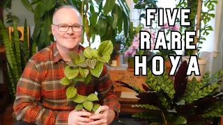 Level-up your Hoya game with 5 unique plants, Ep. 2