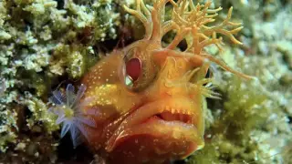 Yellowfin fringehead