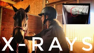 X-Rays and Tag Removal | 2019 Mustang TIP Challenge