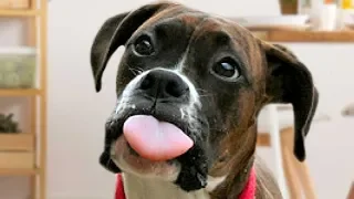 Ultimate Boxer Dog Compilation NEW