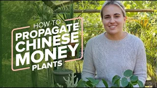 How to Propagate Chinese Money Plants (Pilea Peperomioides) From Cuttings and Offsets