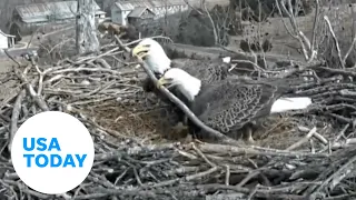Bald eagles know nest building means bonding time | USA TODAY