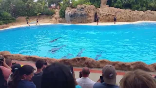 Dolphin Show @Loro Parque, Tenerife (Canary Island, Spain), Summer Holiday 2016: Part 1