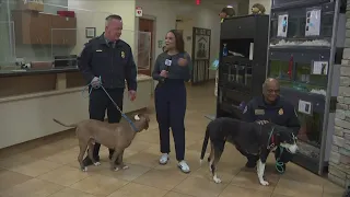 Chief vs. Chief: Fairfax County police and fire face off for dog adoption bowl