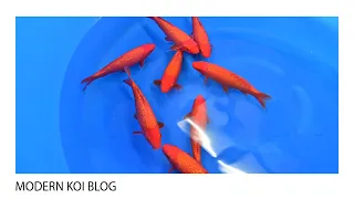 Modern Koi Blog #5097 - Die Jumbo Tosai Ginrin Benigoi aus Konishi Auktion No. 527