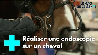 Cheval de course :  des examens médicaux très poussés - Le Magazine de la Santé