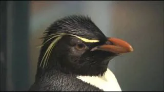 イワトビペンギン　長崎ペンギン水族館（Nagasaki Penguin Aquarium)