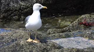 SEAGULLS PERCHED IN PUERTO DE AGAETE