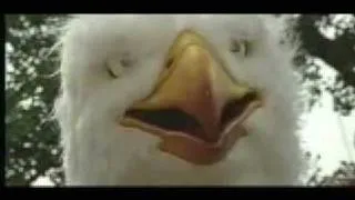 Eagle Man Insurance Video