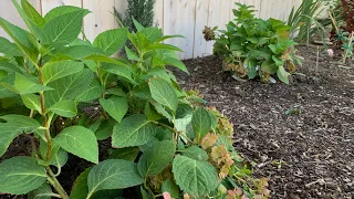 Planting a few Endless Summer Hydrangea 🪴