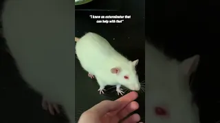 Things People Have Said To Me When I Tell Them I Have Pet Rats