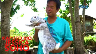 Kapuso Mo, Jessica Soho: Giant bunnies!