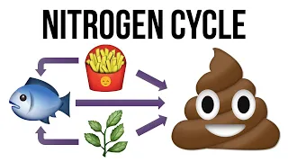 What Is the Nitrogen Cycle for Aquariums?