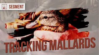 How the Minnesota DNR Tracks and Bands Mallards for Research