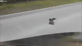 Ворона спасает ежа