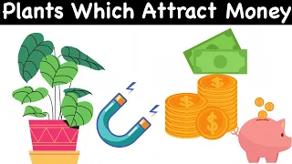 Lucky Plants Which Attract Money | Feng Shui Plants | Vastu Plants