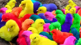 World Cute Chickens  Colorful Chickens, Rainbows Chickens, Cute Ducks, Cat, Rabbits,Cute Animals 🐤🪿1