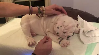 Bulldog puppy leg tapping