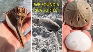 Sanibel Shelling at Bowman's Beach with INCREDIBLE loggerhead sea turtle encounter.