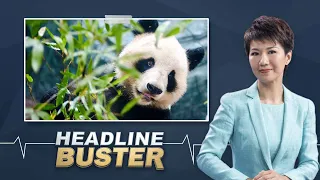 Live: Headline Buster – How does the media look at COP15 and China's conservation work?
