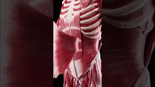 Анатомия брюшных мышц