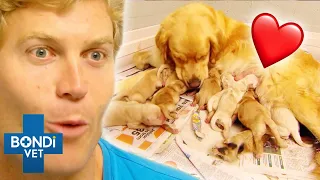 Most Adorable Puppies Being Born ❤️🐶 Bondi Vet Compilation