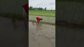 A Farmer Planting Rice in Isabela in the Philippines