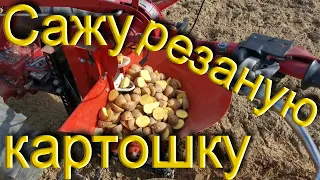 Сею резаную картошку! Картошки на посев нет!