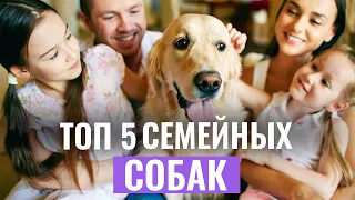 5 САМЫХ СЕМЕЙНЫХ ПОРОД собак, которые идеальны для семей с детьми