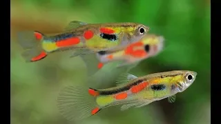 Top 10  Freshwater Nano fish types | Fish for Nano Tanks | Nano tank fish